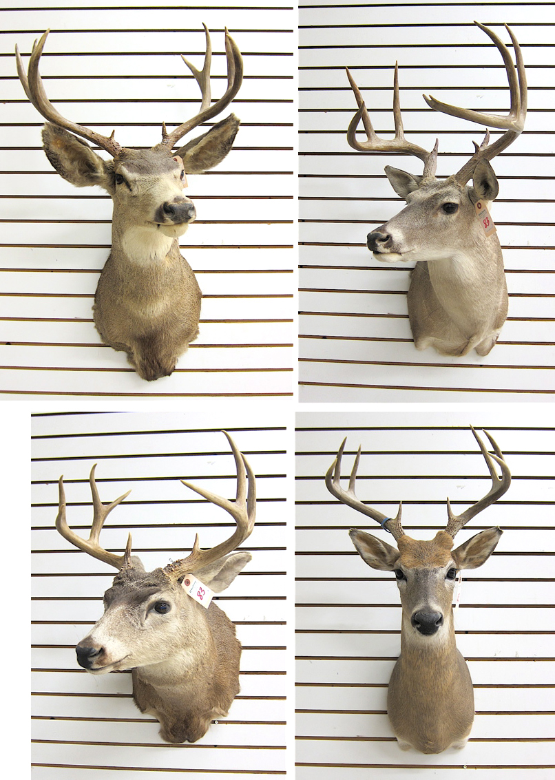 Appraisal: FOUR DEER TROPHY HEAD MOUNTS WITH HORNS Mule Blacktail and