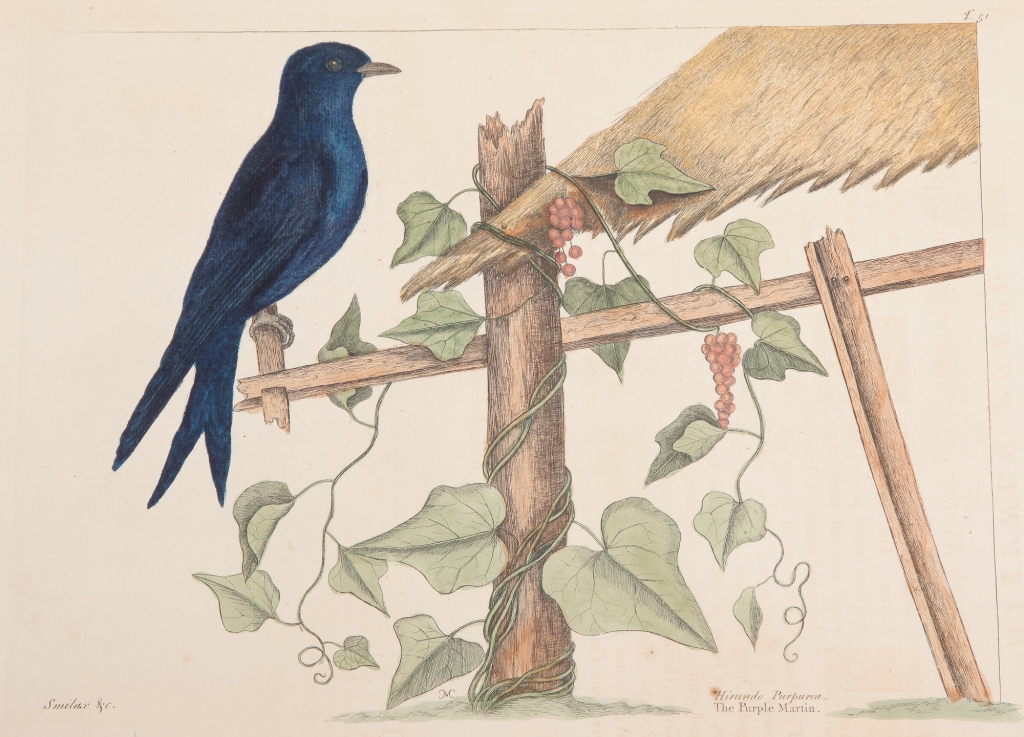 Appraisal: PURPLE MARTIN PRINT MARK CATESBY England - Hand colored engraving