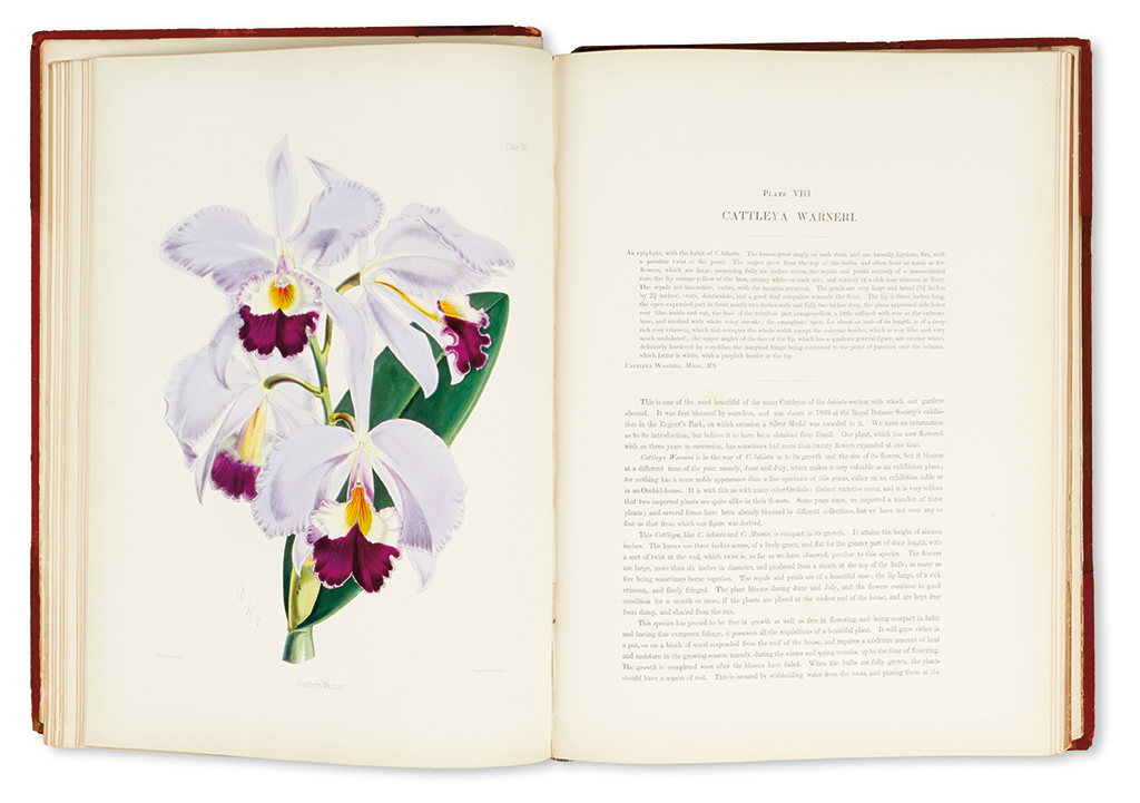 Appraisal: WARNER ROBERT and WILLIAMS BENJAMIN Select Orchidaceous Plants First Series