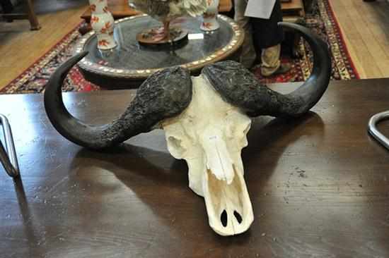 Appraisal: AN AFRICAN BUFFALO SKULL