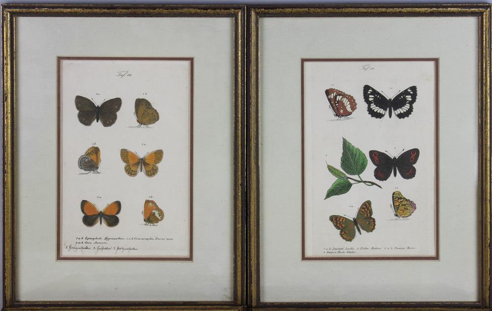 Appraisal: FOUR BUTTERFLY SPECIMEN PRINTS