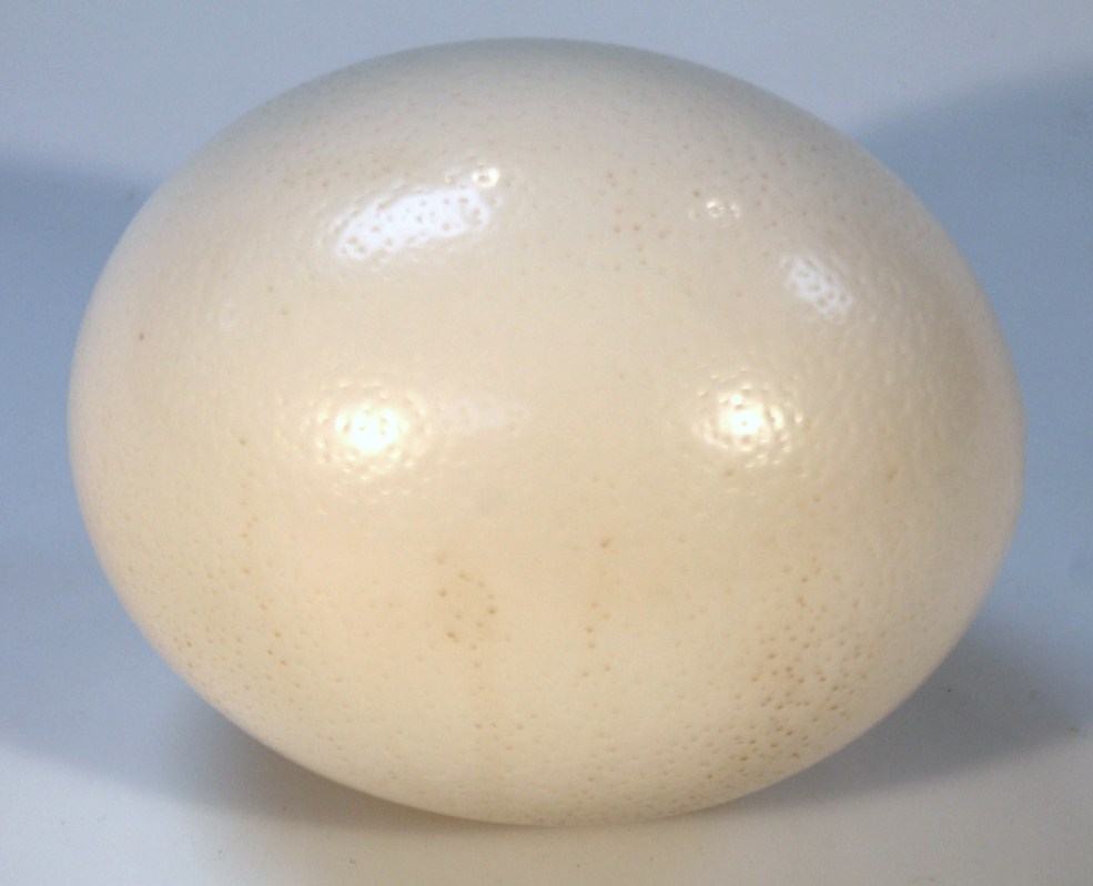 Appraisal: A thC hollowed out ostrich egg cm high