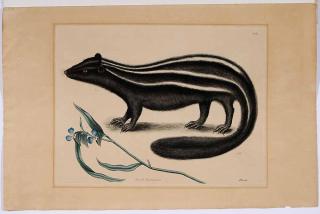 Appraisal: Mark Catesby British - Skunk Pseudo Phalanguim T from The