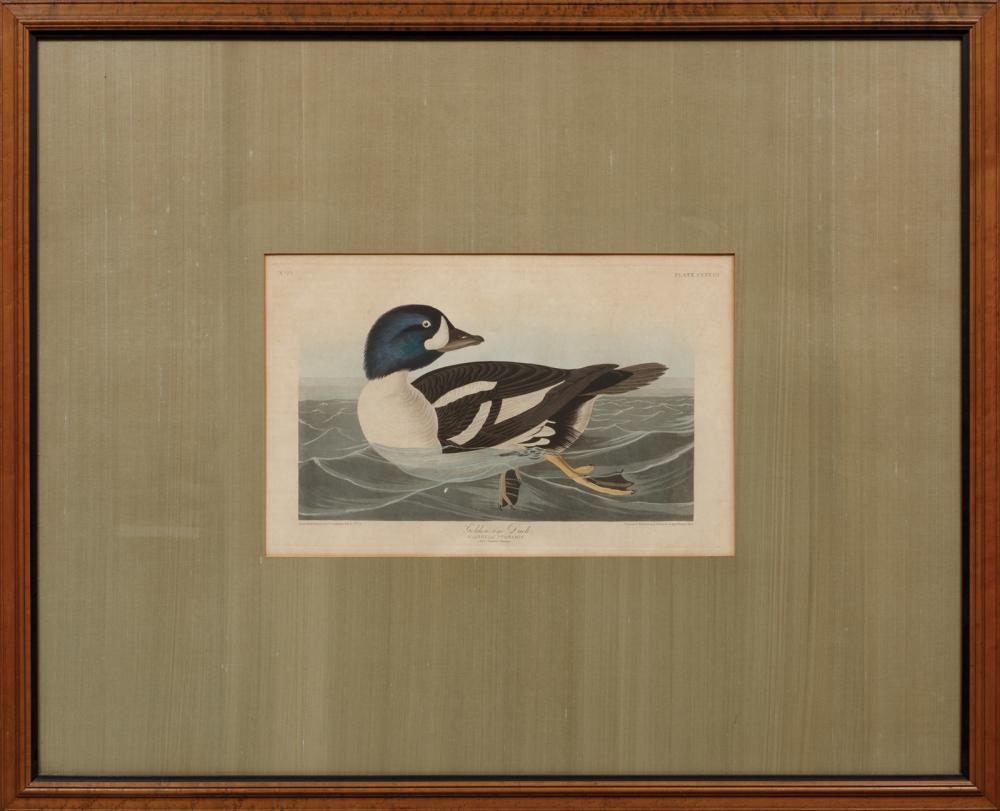 Appraisal: John James Audubon American - Golden-Eye Duck Plate CCCCIII hand-colored