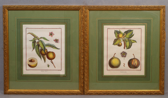 Appraisal: Pr of th century style fruit prints in modern gold