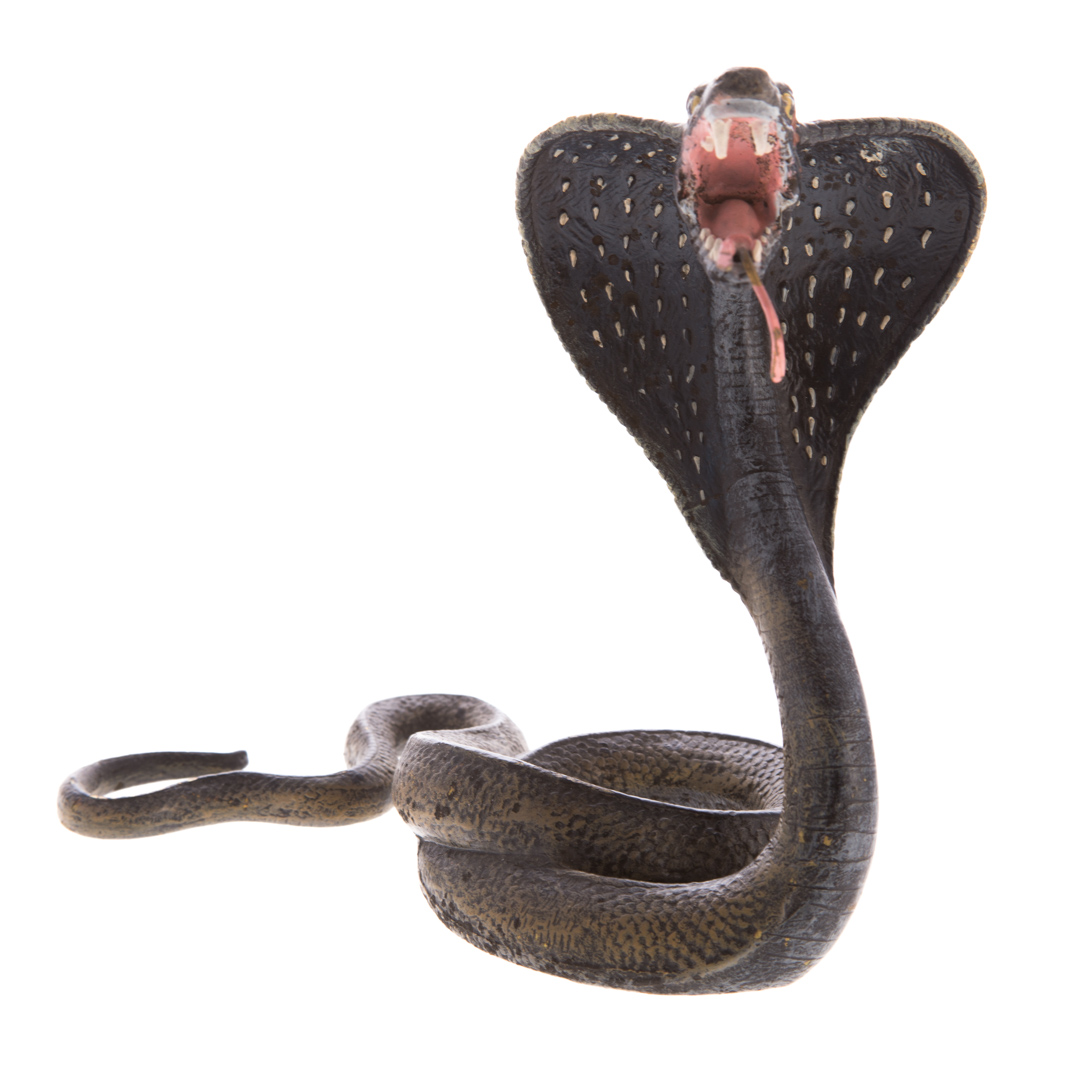 Appraisal: Cold painted bronze spectacled cobra modeled as striking cobra in