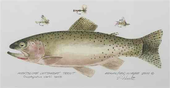 Appraisal: Edwin ''Tex'' Wiebe Canadian th century Westslope Cutthroat Trout lithograph