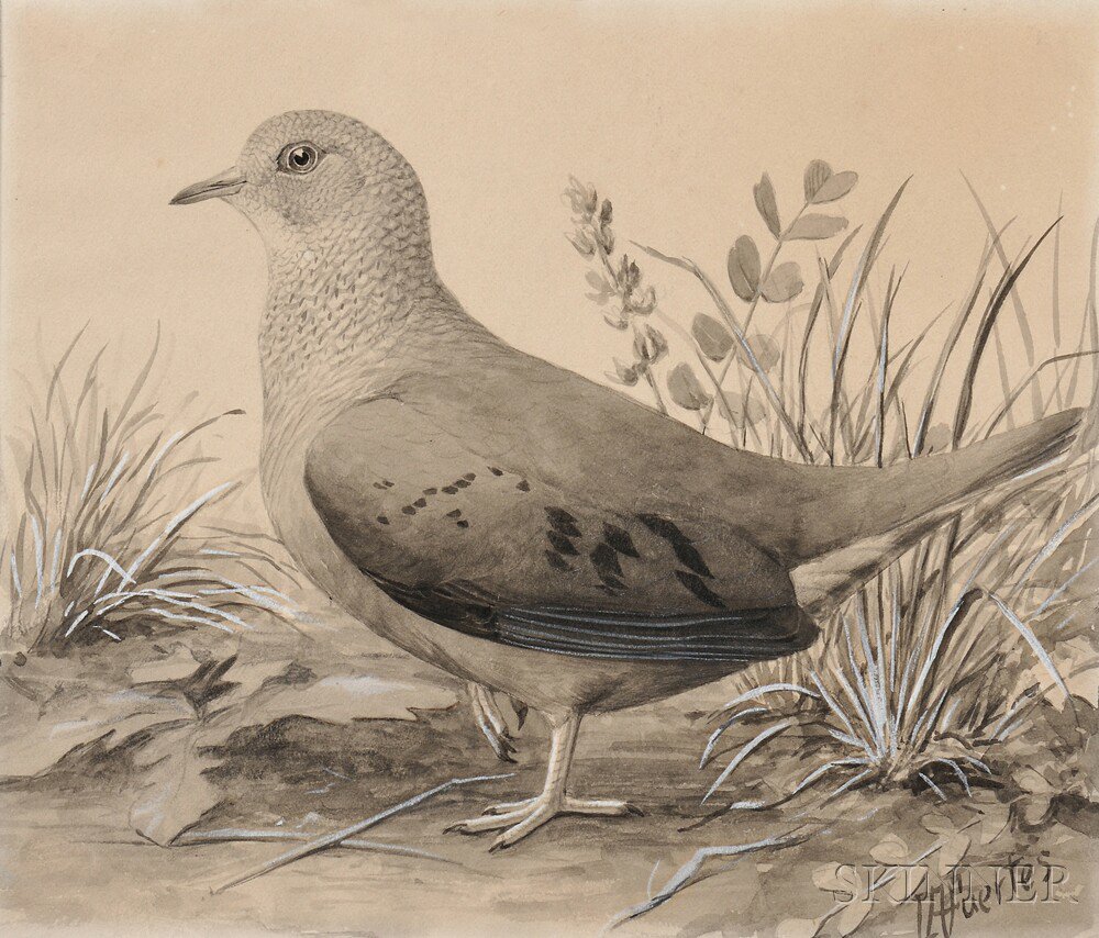 Appraisal: Louis Agassiz Fuertes American - Ground Dove Female Signed LAFuertes