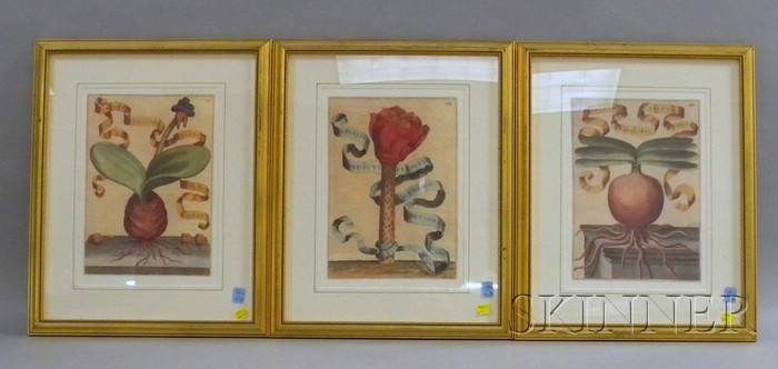 Appraisal: Set of Three Framed and Matted Botanical Prints similarly framed