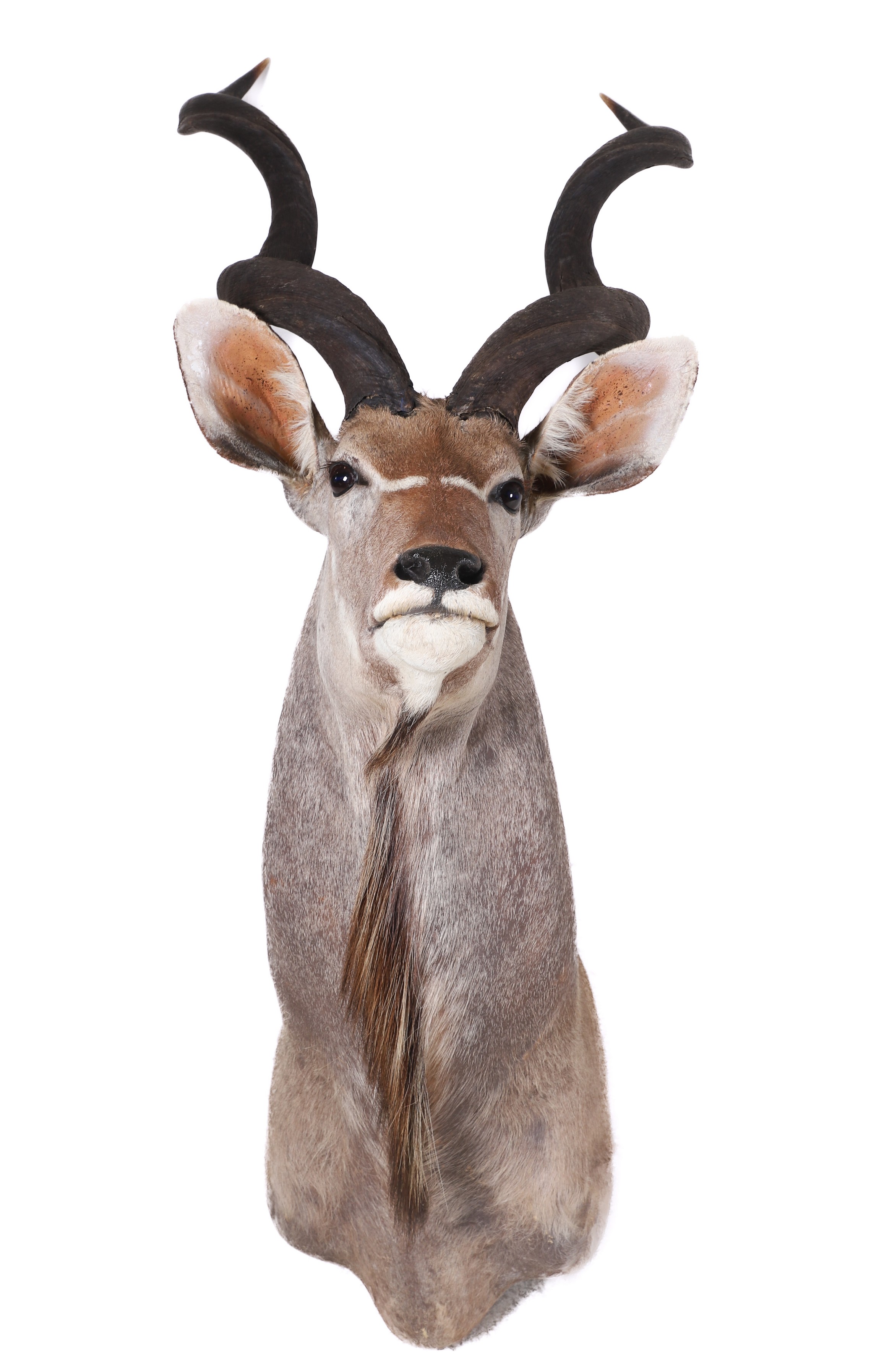 Appraisal: Greater Kudu Shoulder Mount Taxidermy remarkable size removable horns '