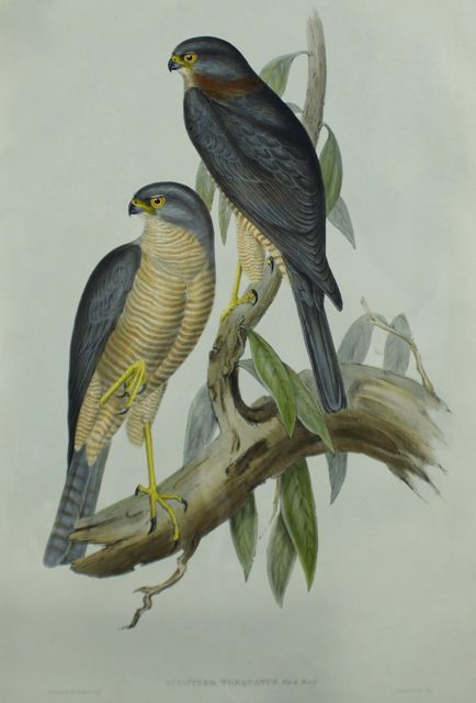 Appraisal: Collared Sparrow Hawk Accipiter Torquatus