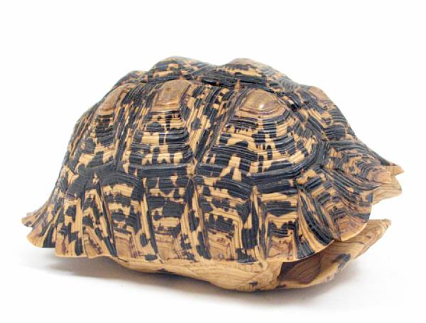 Appraisal: A tortoise shell together with a carved ostrich egg with