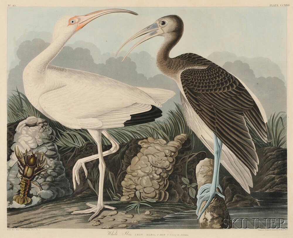 Appraisal: Audubon John James - White Ibis Plate CCXXII from Birds