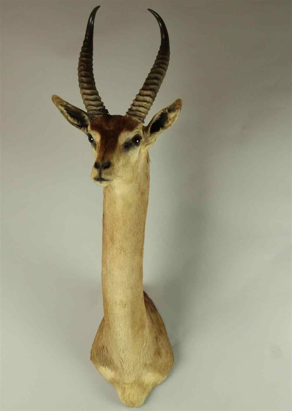 Appraisal: EAST AFRICAN GERENUCK TAXIDERMY SHOULDER MOUNT JONAS BROS because of