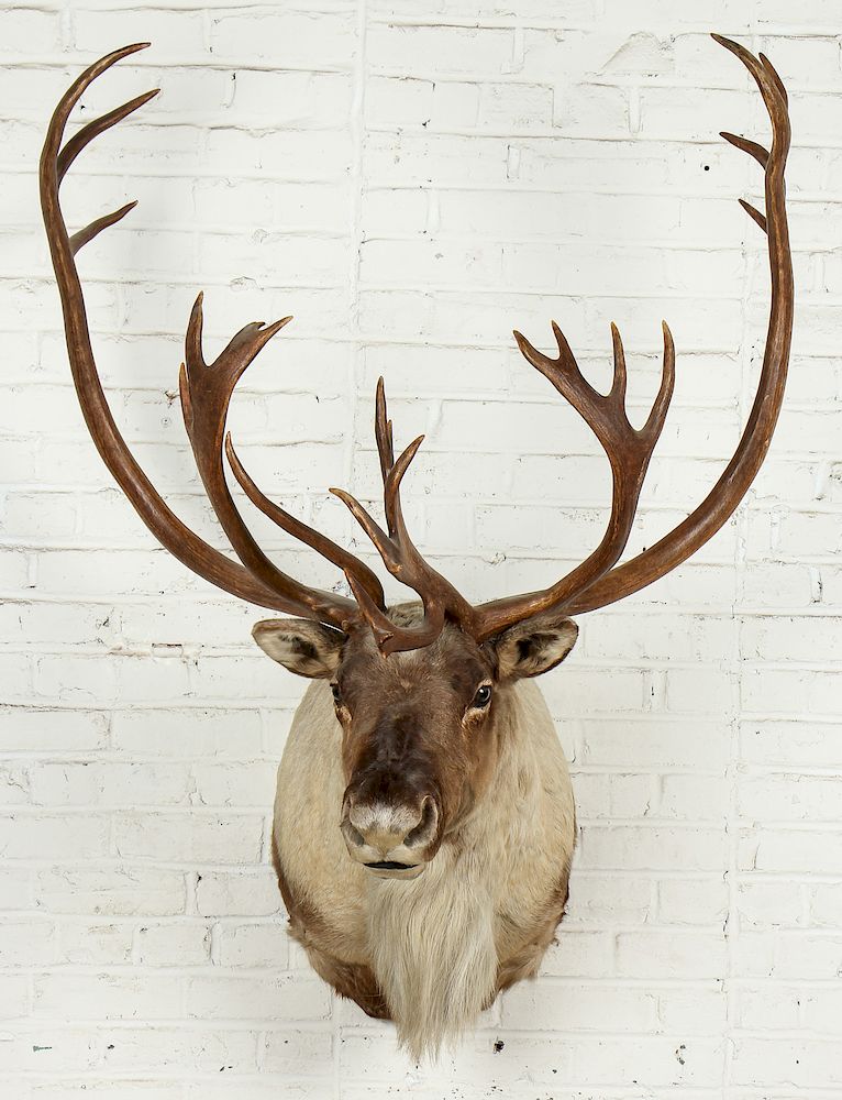 Appraisal: Large Taxidermy Elk Mount '' x '' x '' Large