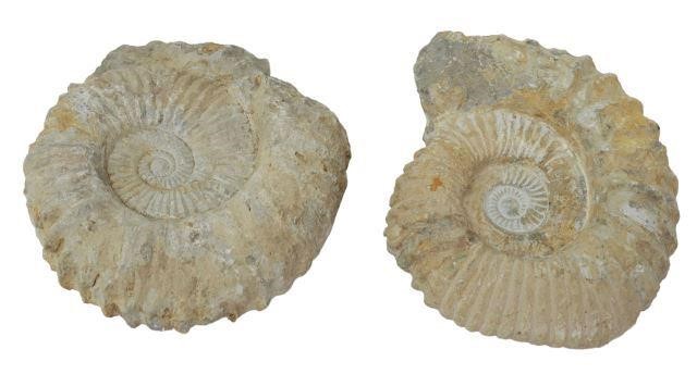 Appraisal: lot of Fossilized ammonites largest approx h w d lbs