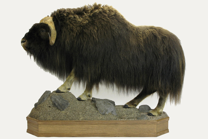 Appraisal: CANADIAN MUSKOX ovibos moschatus wardi a life-size full mount displayed