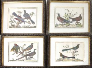 Appraisal: Four Hand Four hand-colored bird engravings Dessine et Grave par