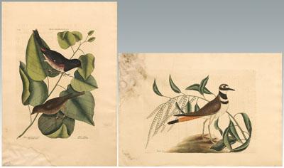 Appraisal: Two Mark Catesby engravings British - The Towne Bird The