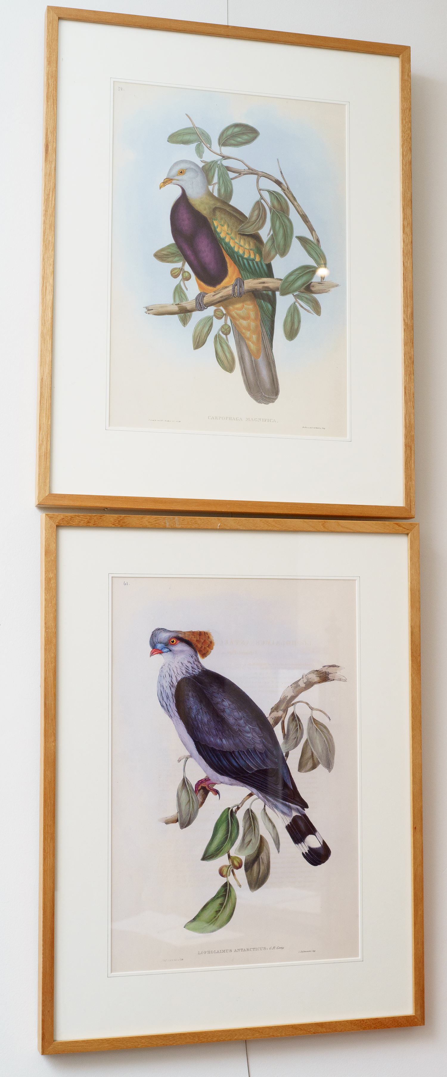 Appraisal: A PAIR OF GOULD 'BIRDS OF AUSTRALIA' LIMITED EDITION PRINTS