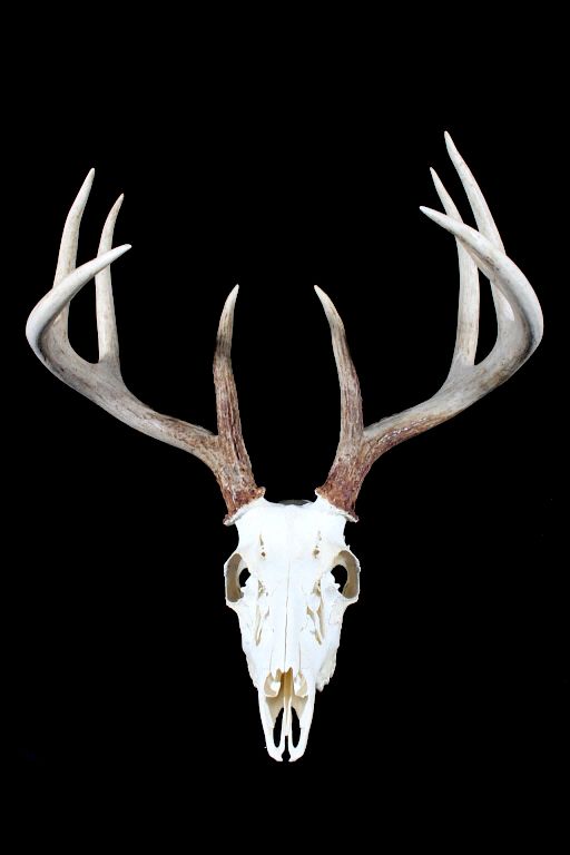 Appraisal: x Montana European Mount Trophy Buck Up for bidding is