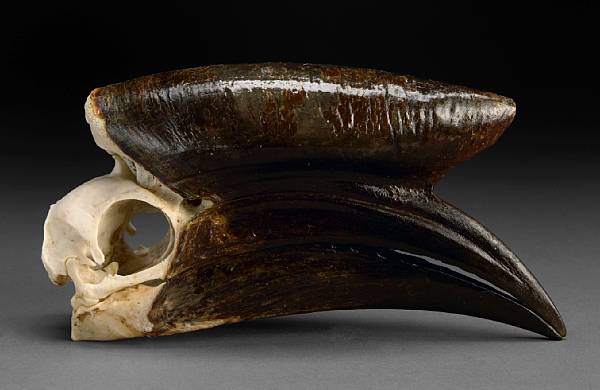 Appraisal: Black Casqued Hornbill Skull Ceratogymna atrata Cameroon Hornbills are omnivorous