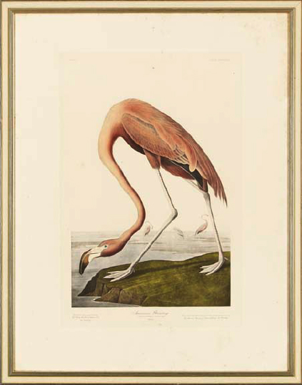 Appraisal: After John James Audubon American - American Flamingo and Snowy