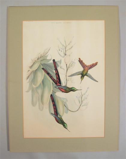 Appraisal: piece Hand-colored Lithograph Gould John Cometes Phaon Hummingbirds London ca