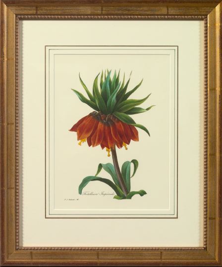 Appraisal: French School st Century Botanicals pair of color facsimile prints