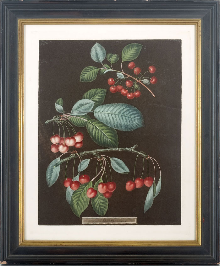 Appraisal: CHERRIES PL III FROM GEORGE BROOKSHAW'S FOLIO EDITION OF quot