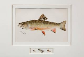 Appraisal: after Sherman F Denton Twenty-Six Fish Printschromolithographs largest measuring in