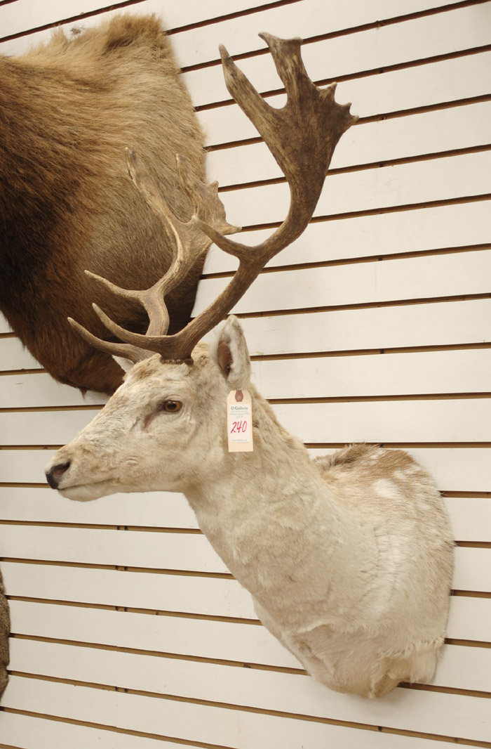 Appraisal: GAME TROPHY MOUNT European Fallow Deer head mount with horns