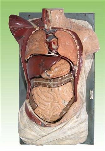 Appraisal: A COLOURED PLASTER ANATOMICAL HUMAN TORSO by Adam Rouilly Co