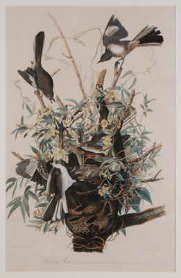 Appraisal: After John James Audubon New York - Mocking Bird chromolithograph