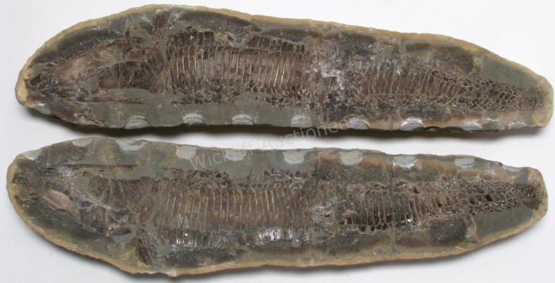 Appraisal: Split Nodule Pair Fish Fossil fantastic positive and negative image