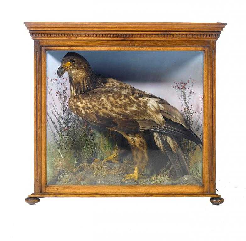 Appraisal: GOLDEN EAGLE AQUILLA CHRYSAETOS realistically mounted on lichen covered rocks