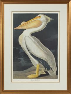 Appraisal: John James Audubon - American White Pelican No Plate Amsterdam