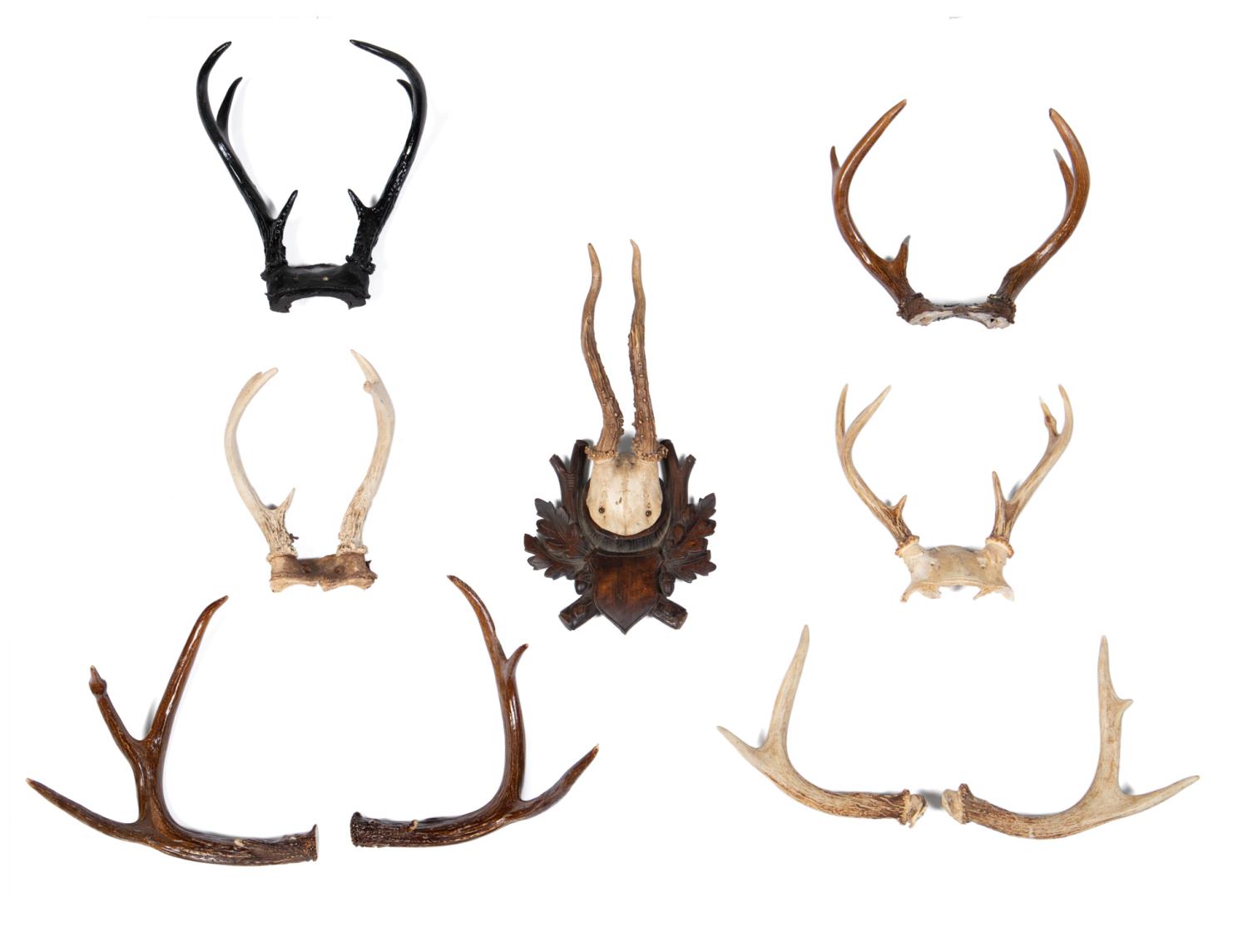 Appraisal: PC SELECTION OF WALL MOUNTED ANTLER TROPHIES Nine piece selection