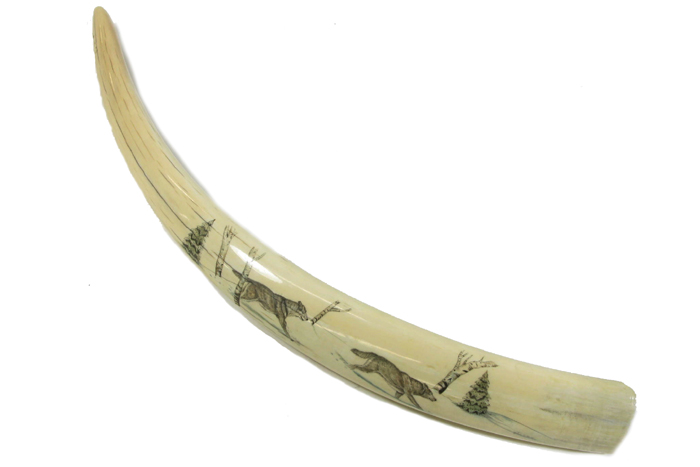 Appraisal: WALRUS IVORY TUSK length in scrimshawed with winter landscape depicting