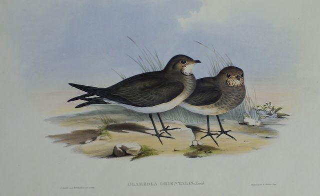 Appraisal: Oriental Pratincole Glareola Orientalis