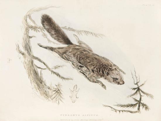 Appraisal: RICHARDSON John - Fauna Boreali-Americana or the Zoology of the