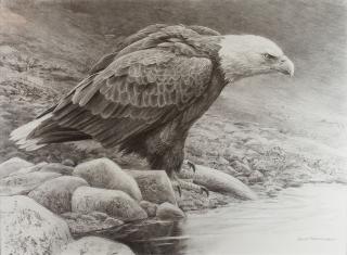 Appraisal: Bald Eagle by Robert Bateman Robert Bateman - Bald Eagle