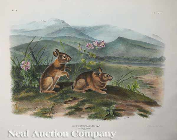 Appraisal: John James Audubon American - Lewis' Marmot and Nuttall's Hare