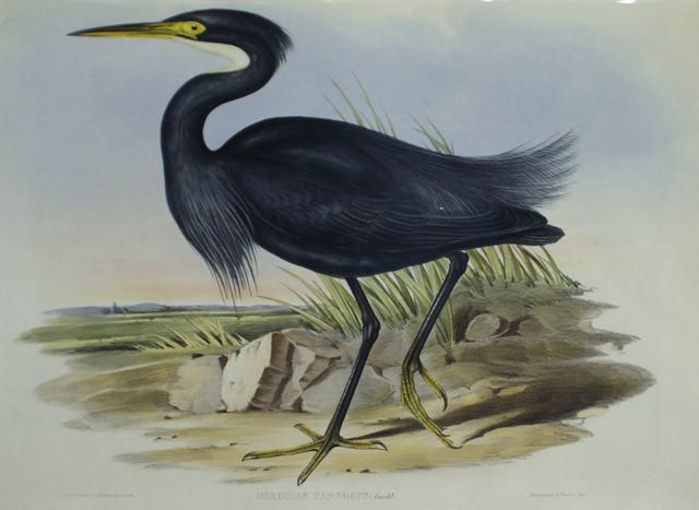 Appraisal: Sombre Egret Herodias Pannosus