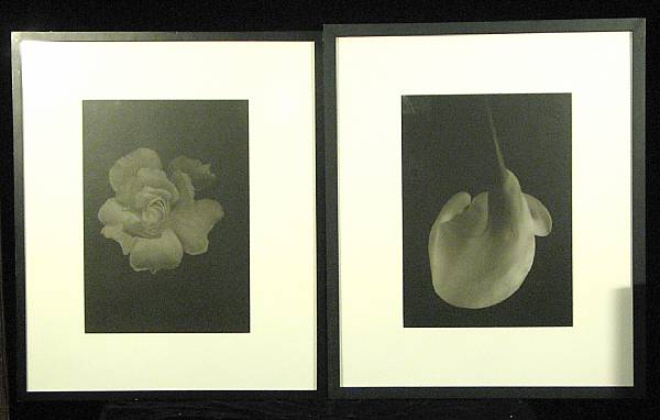 Appraisal: Bruce Rae Rose XII Calla No I Toned gelatin silver