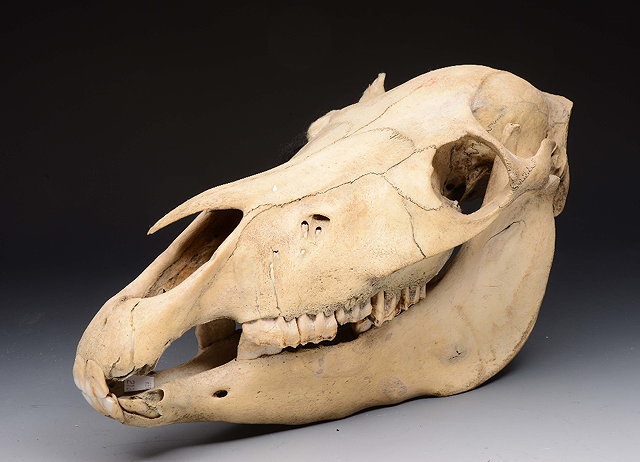 Appraisal: A HORSES HEAD SKULL and a further skull perhaps a