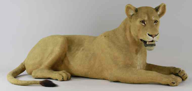 Appraisal: LARGE PAPIER M CH CLOCKWORK LIONESS NODDER Realistic looking reclining