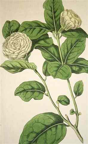 Appraisal: A COLLECTION OF BOTANICAL ENGRAVINGS hand-coloured all unframed