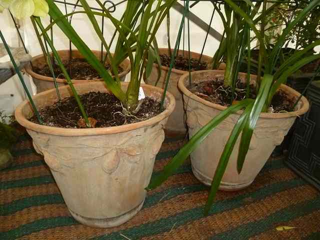 Appraisal: A SET OF FOUR COMPOSITE PLANTERS decorated with fruiting lemon