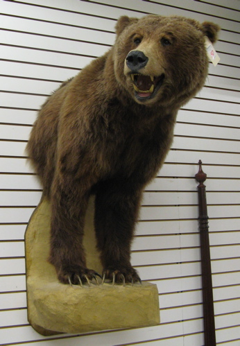 Appraisal: ALASKAN BROWN BEAR Ursus arctos half-mount trophy on wall-mount pedestal